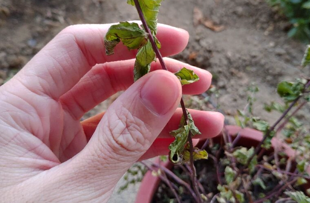 薄荷葉子捲曲原因