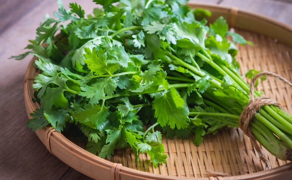 香草植物 種植 香草植物 種植