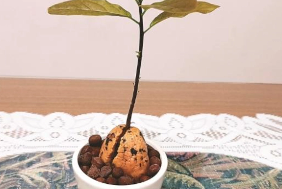 酪梨種子發芽 酪梨種子發芽