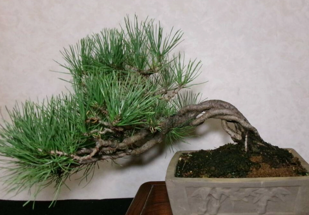 三葉松种类 三葉松种类