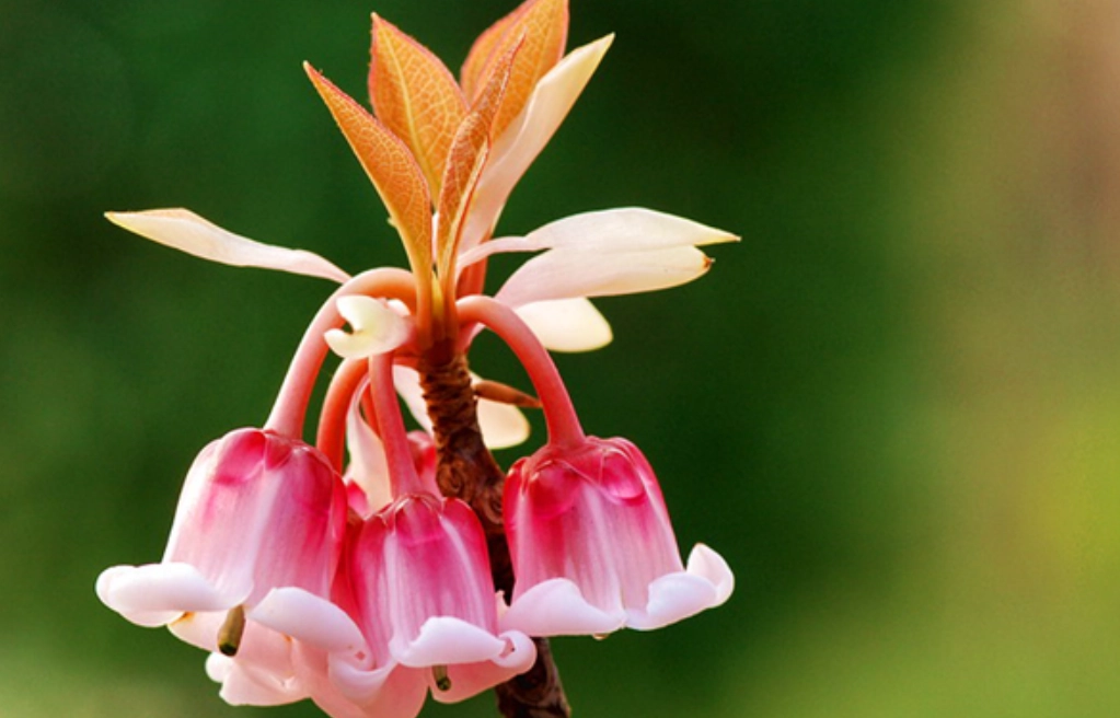 吊鐘花繁殖方法