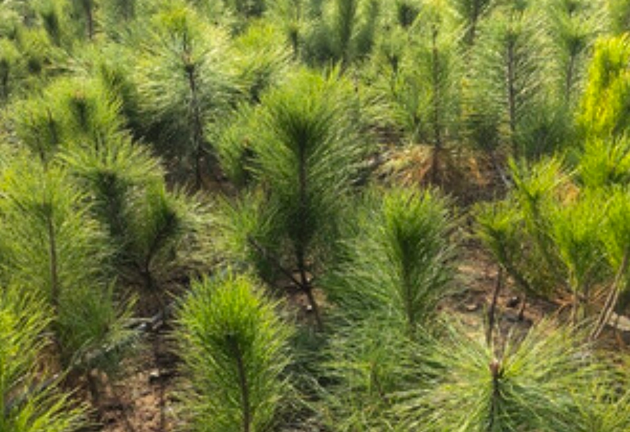 三葉松盆栽 三葉松盆栽