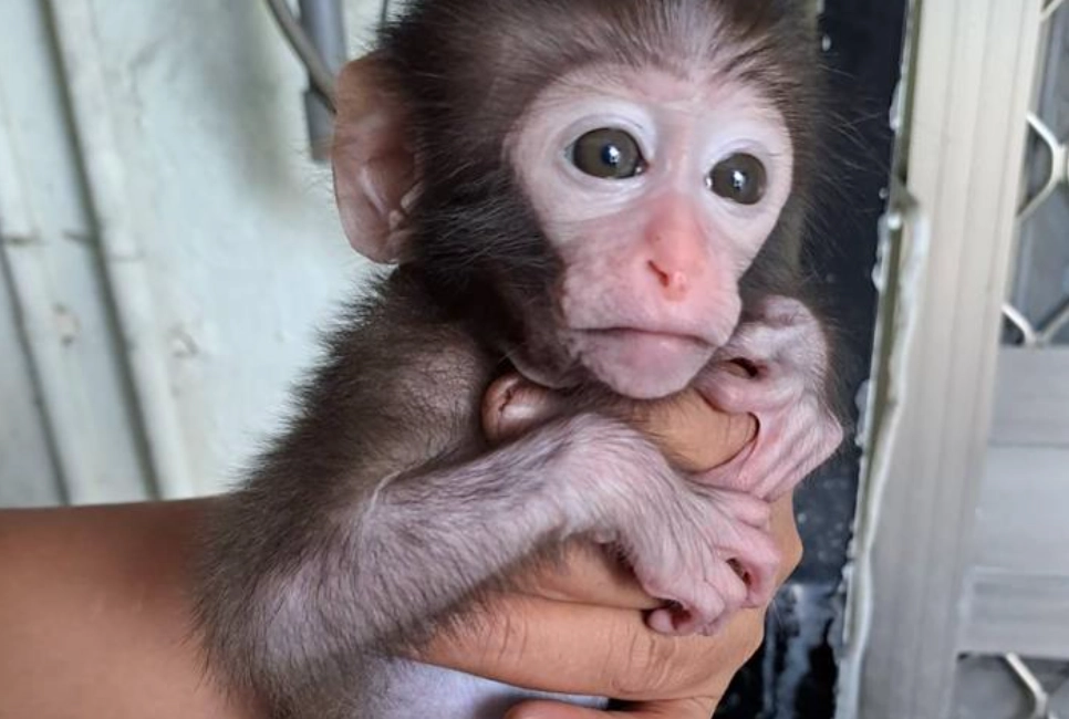 夢境 猴子 解析