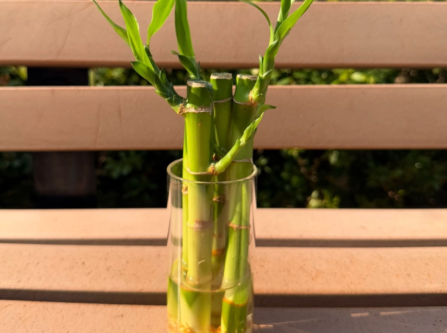 竹子盆栽 竹子盆栽