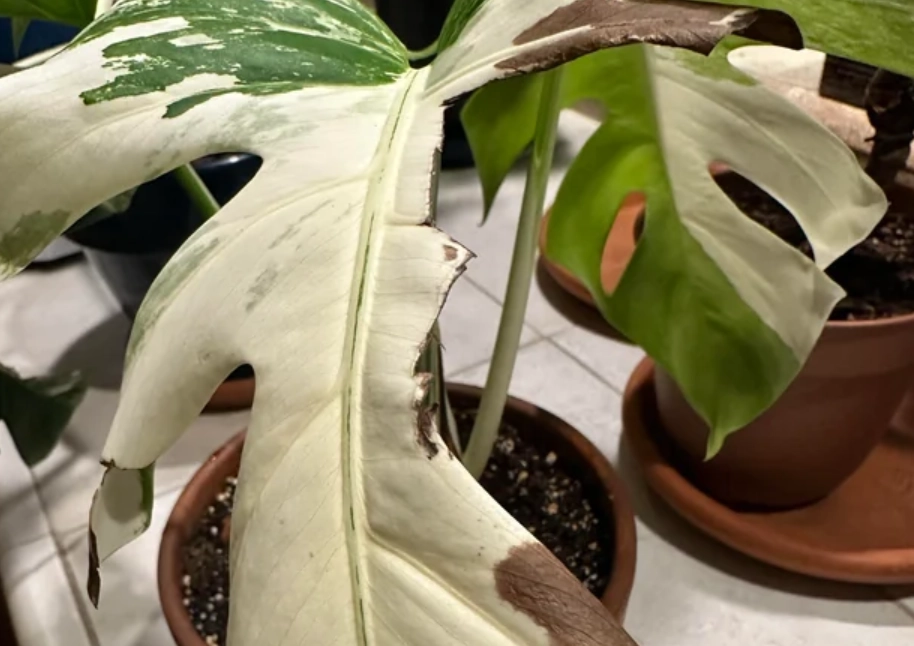 龜背芋葉子變白