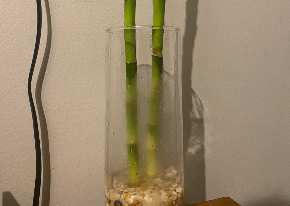 水培竹根部變黃