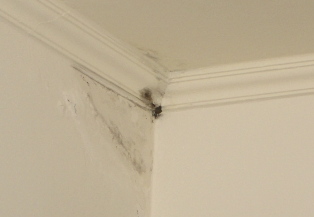 天花板發黴處理 天花板發黴處理