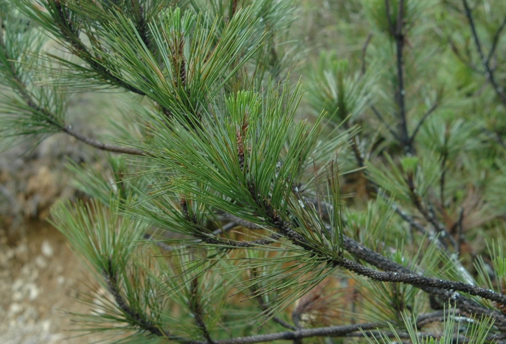 二葉松精油功效