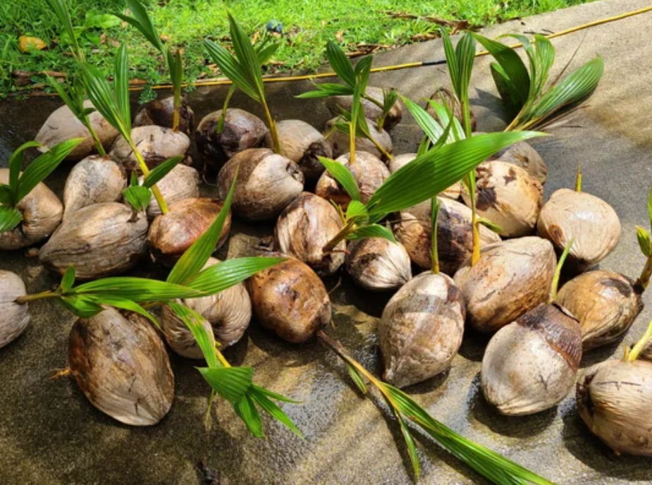 椰子 發芽 種植 椰子 發芽 種植