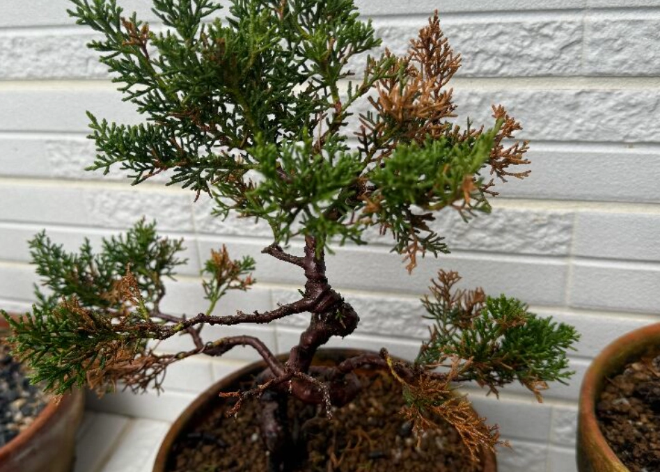 真柏病害防治 真柏病害防治