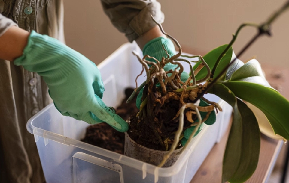 蝴蝶蘭澆水方法