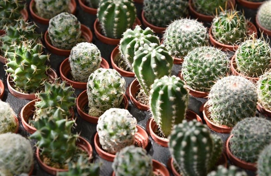 多肉植物照顧 多肉植物照顧