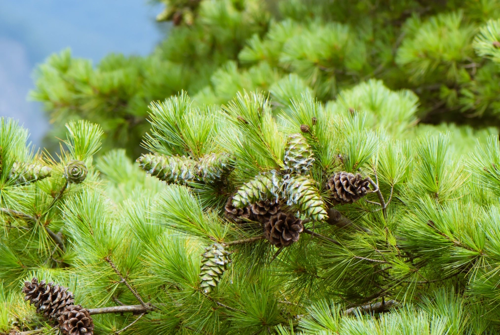 台湾三葉松 台湾三葉松