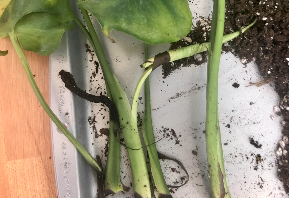 龜背芋莖變黑 原因 龜背芋莖變黑 原因