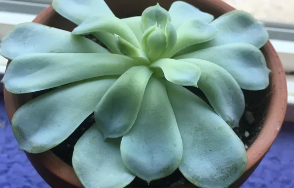 多肉葉子扁掉原因