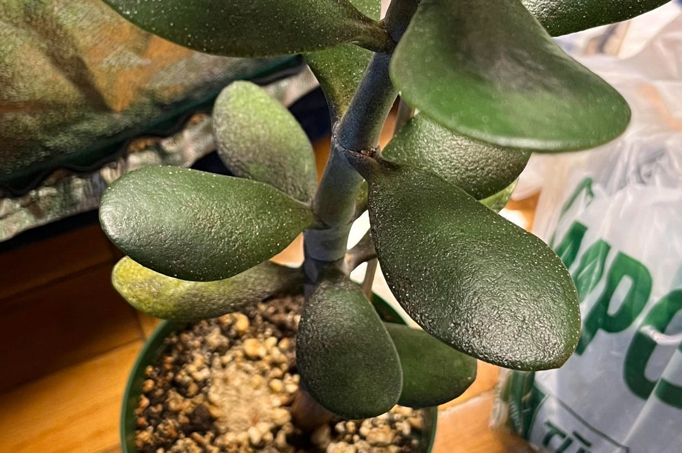 玉樹盆栽照顧 玉樹盆栽照顧