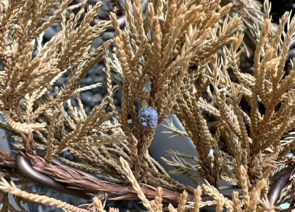 柏树 黄叶 原因