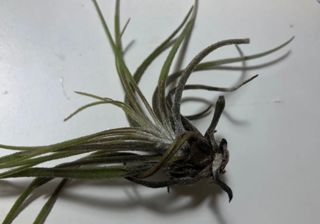 空氣鳳梨不吸水