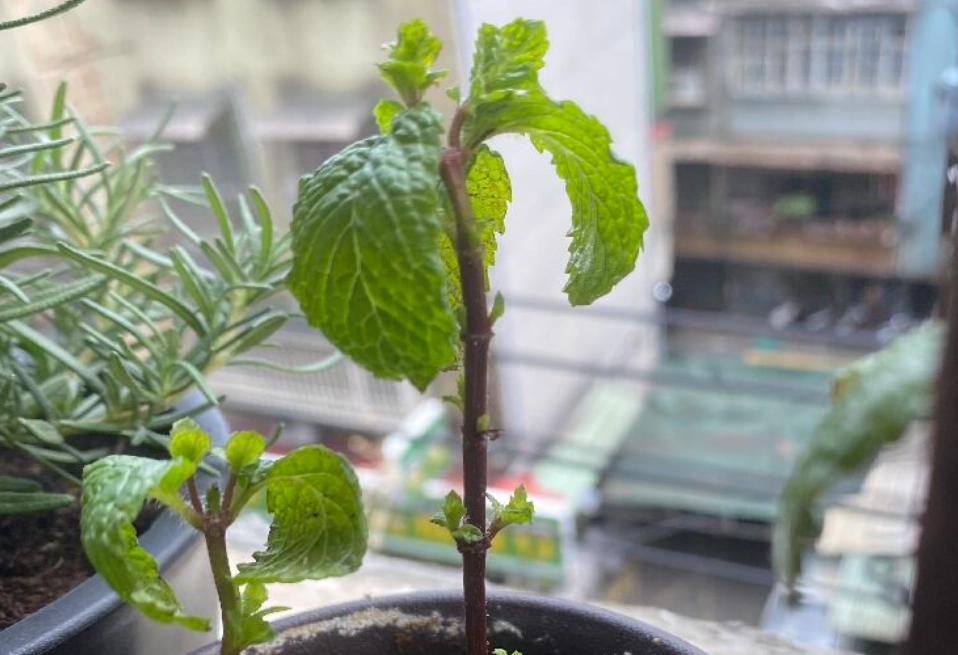 薄荷葉子捲曲原因