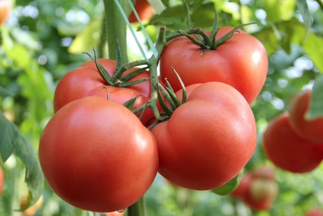 大番茄品種