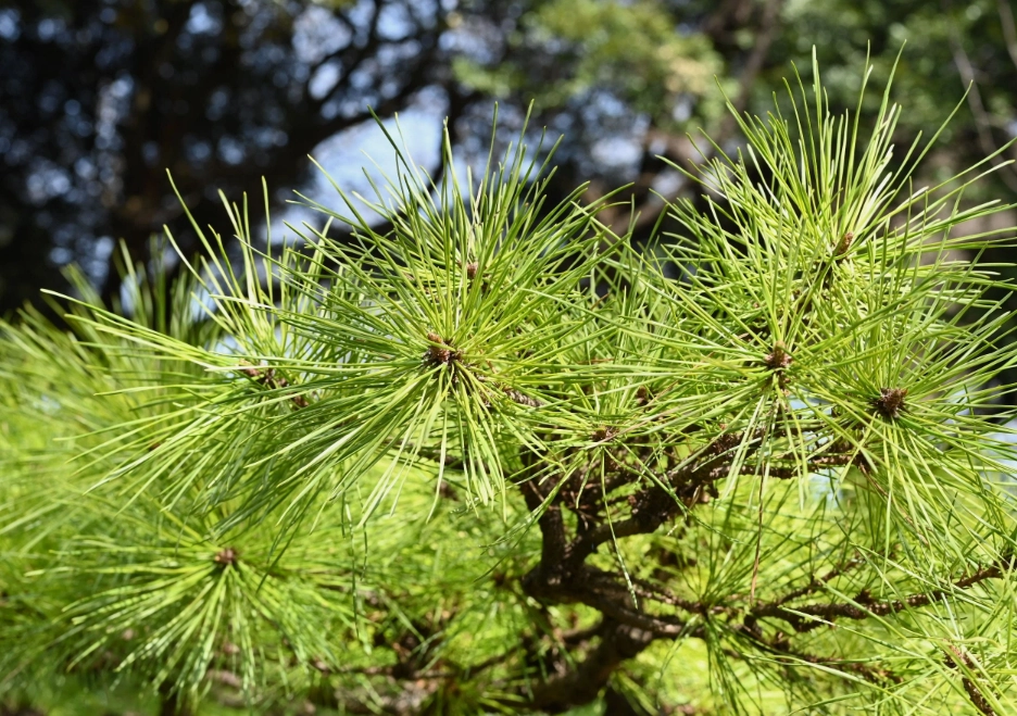 三葉松种类 三葉松种类