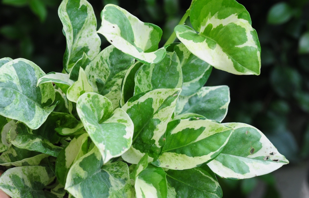 黃金葛汁液處理