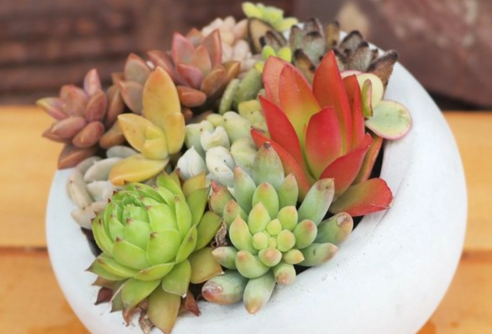 多肉植物推薦 多肉植物推薦