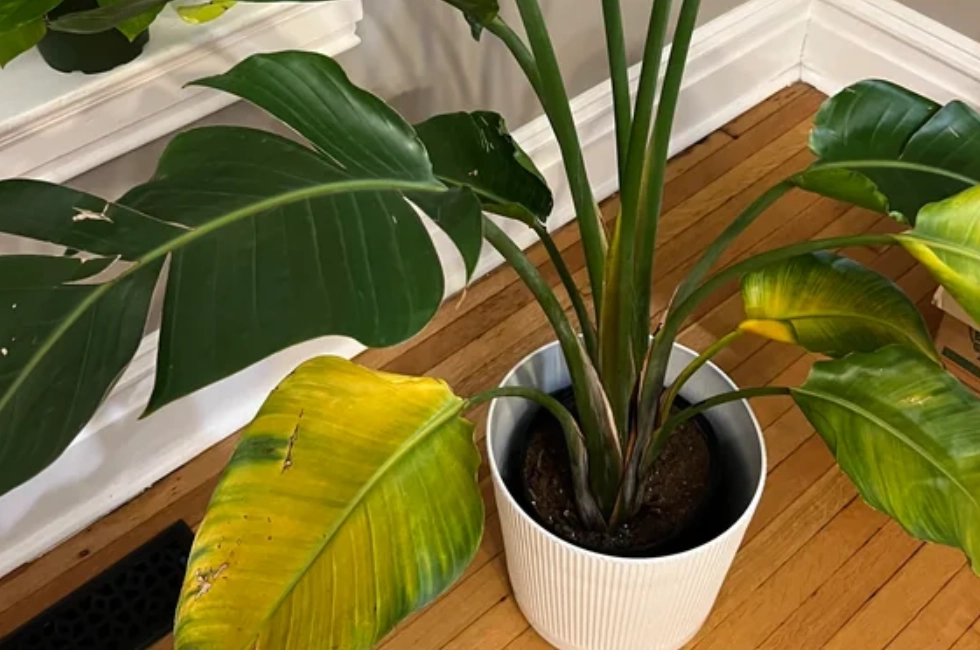 天堂鳥黃邊 養護 天堂鳥黃邊 養護