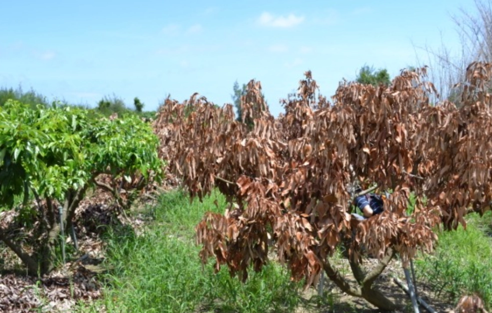 樹根處理 樹根處理