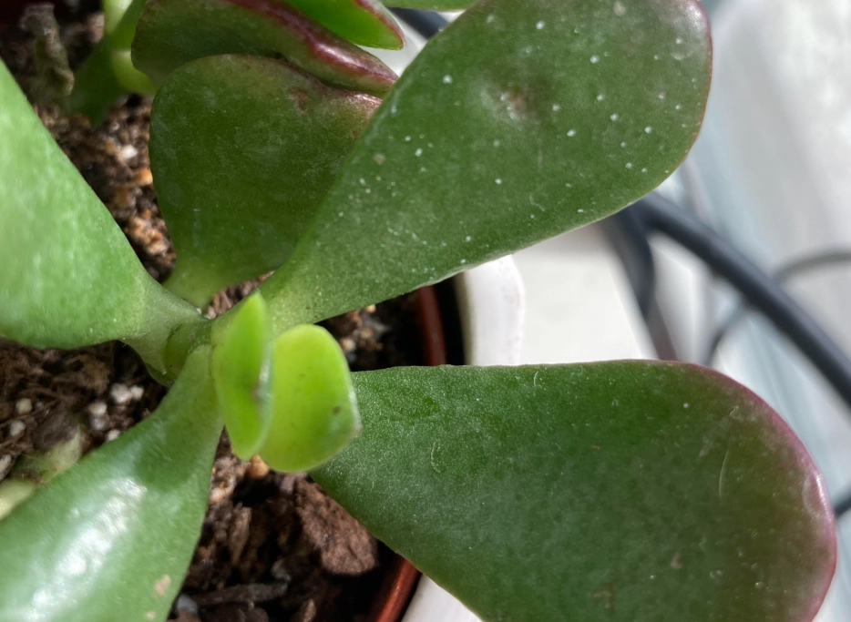 室內盆栽推薦 室內盆栽推薦