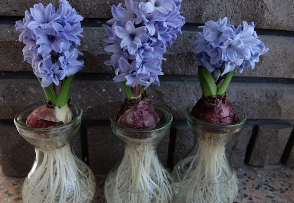 水種植物 水種植物