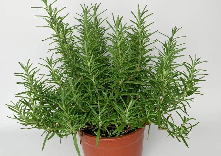 香草植物 用途 香草植物 用途