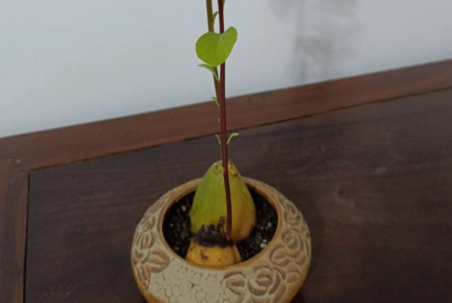 酪梨盆栽 酪梨盆栽