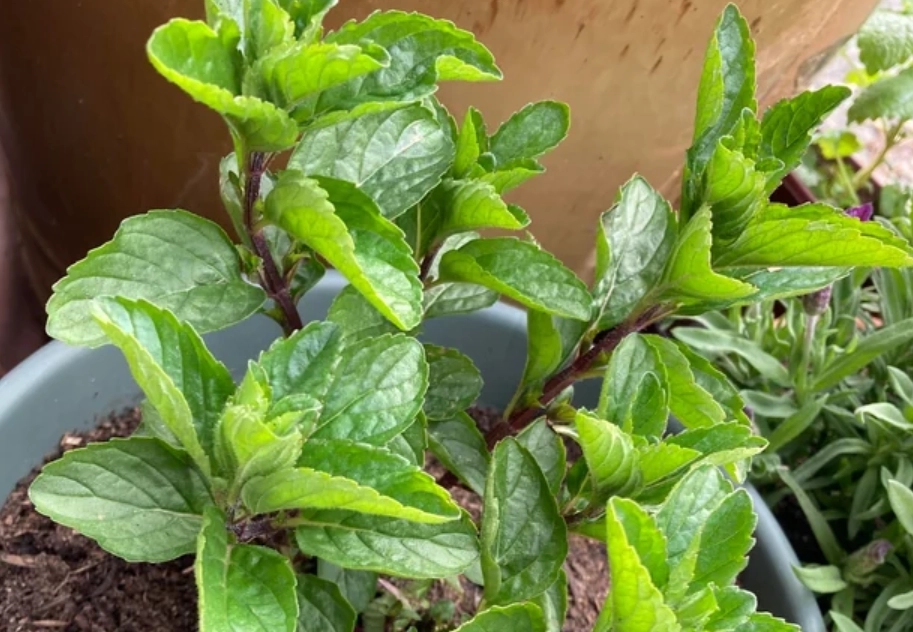 薄荷葉子捲曲原因