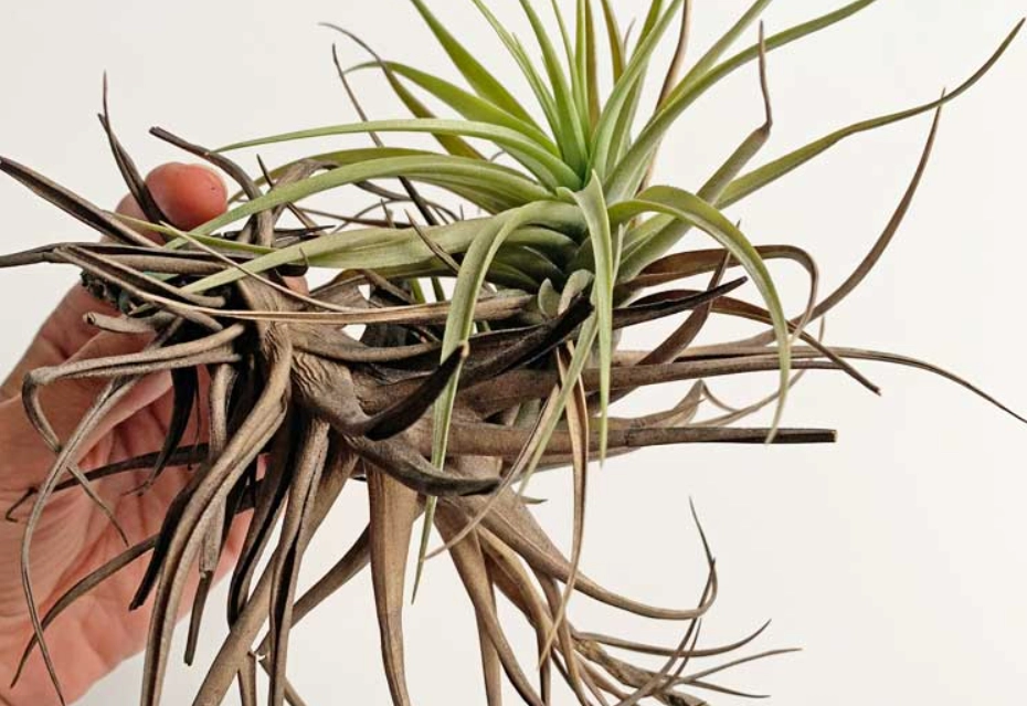 空氣鳳梨不吸水