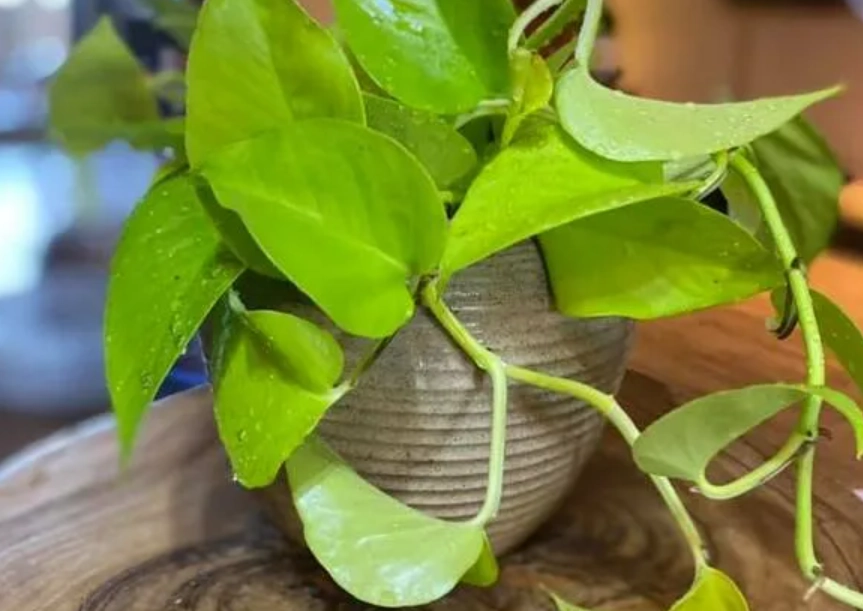 黃金葛 寵物 中毒