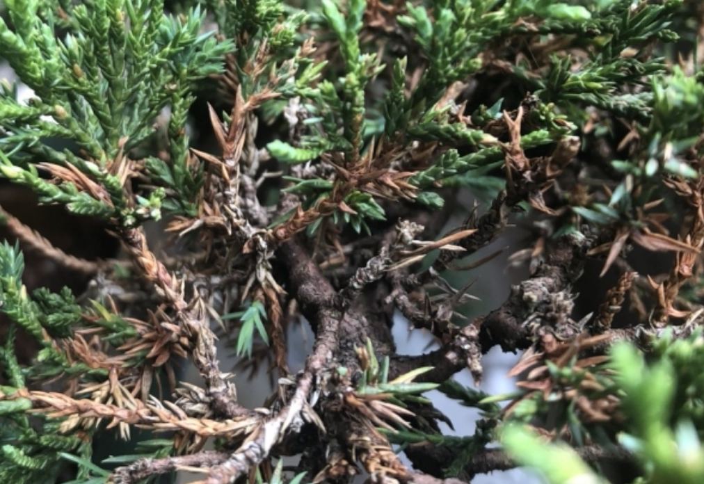 真柏葉子枯黃 真柏葉子枯黃