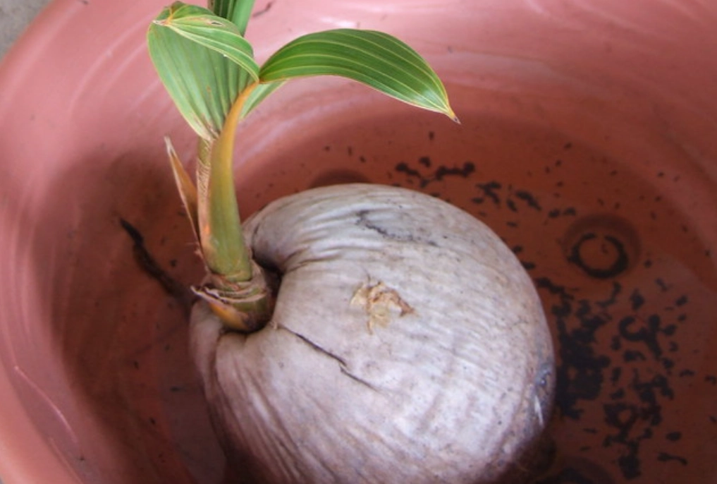 過大禮 植物 準備 過大禮 植物 準備