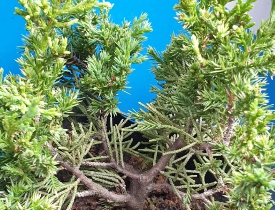 柏樹養護 柏樹養護