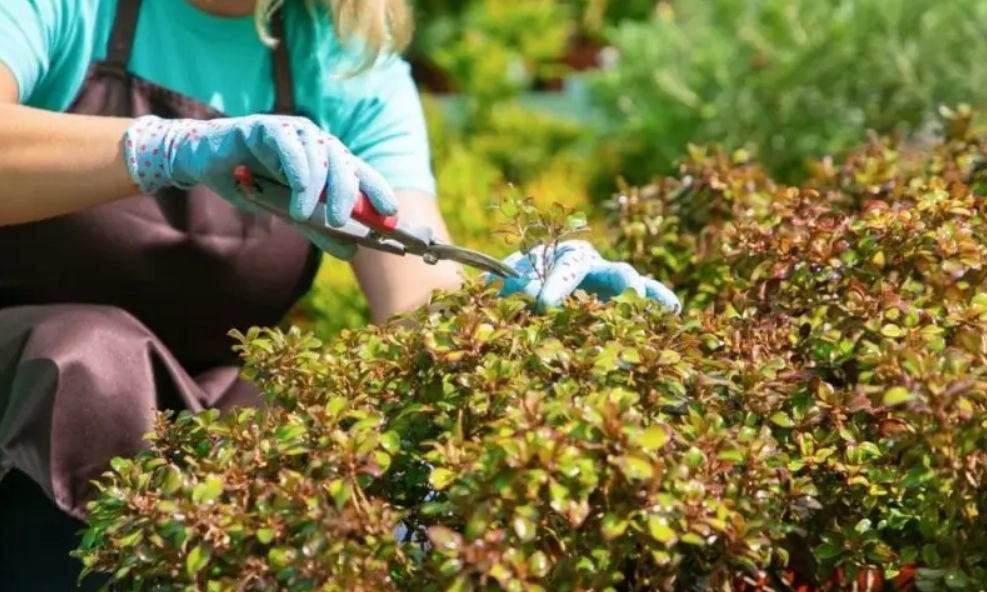庭院灌木修剪