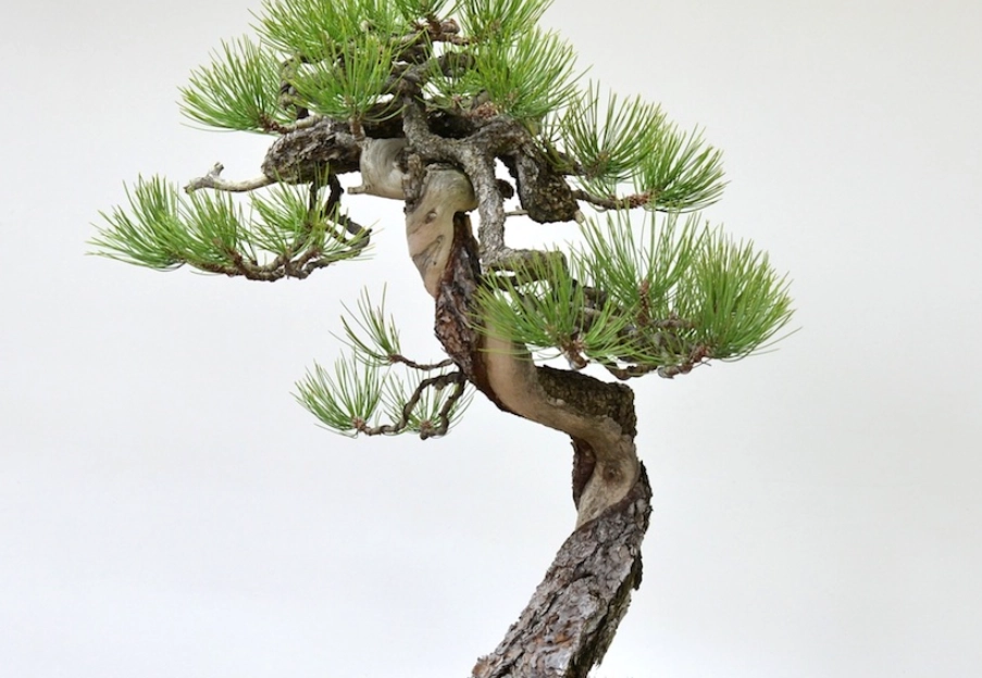 盆栽松樹照顧 盆栽松樹照顧