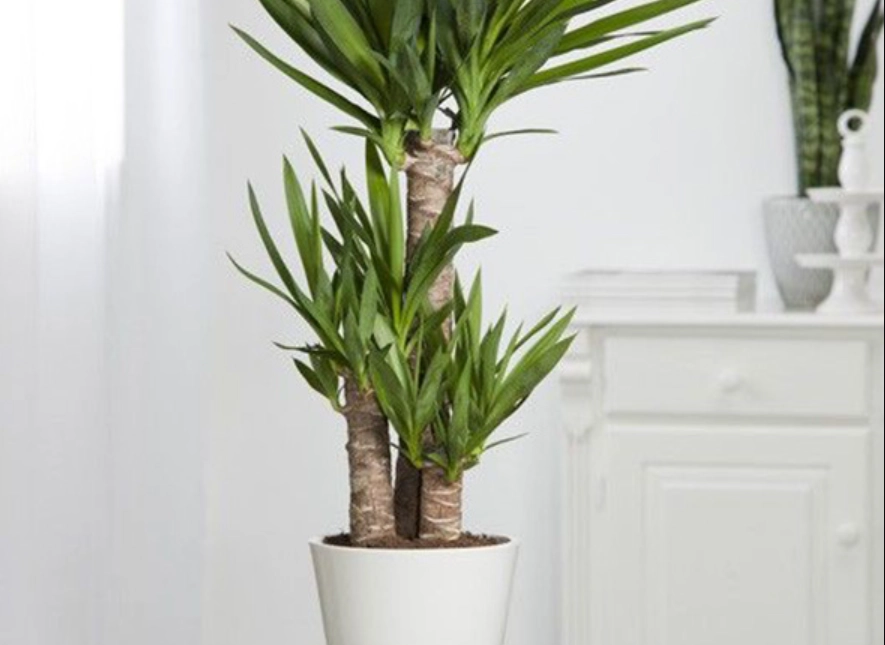 大型室內植物推薦