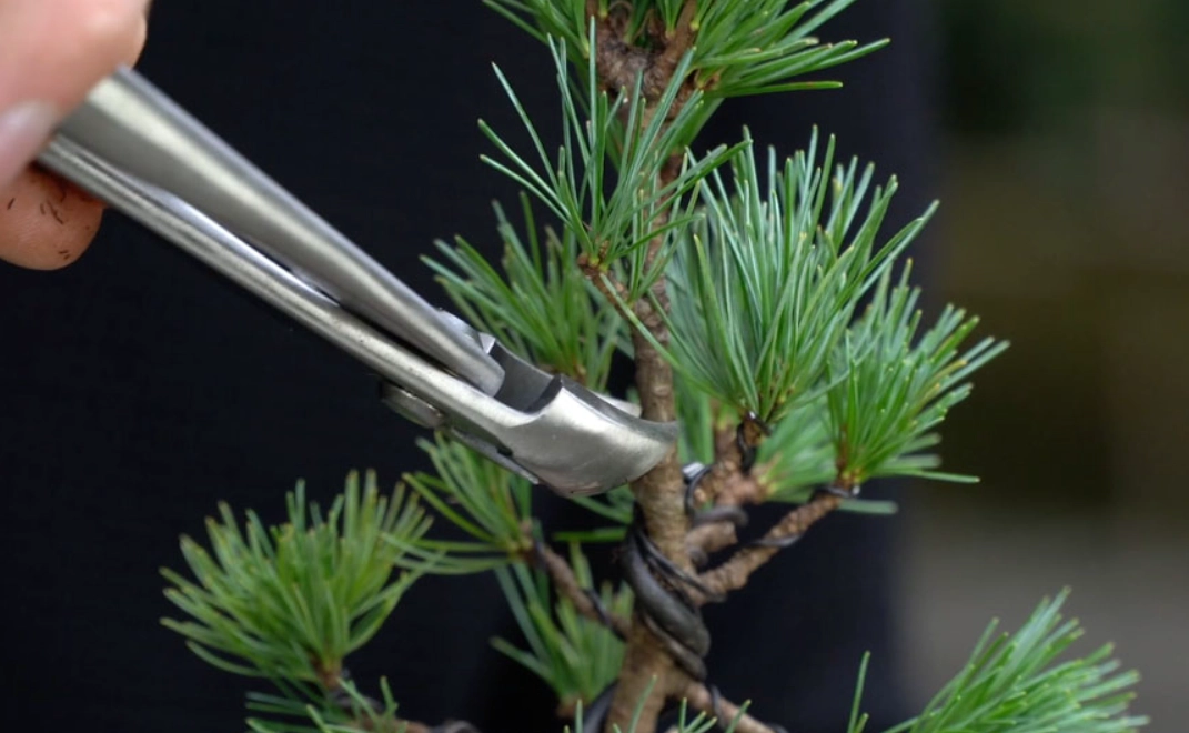 盆栽松樹照顧 盆栽松樹照顧