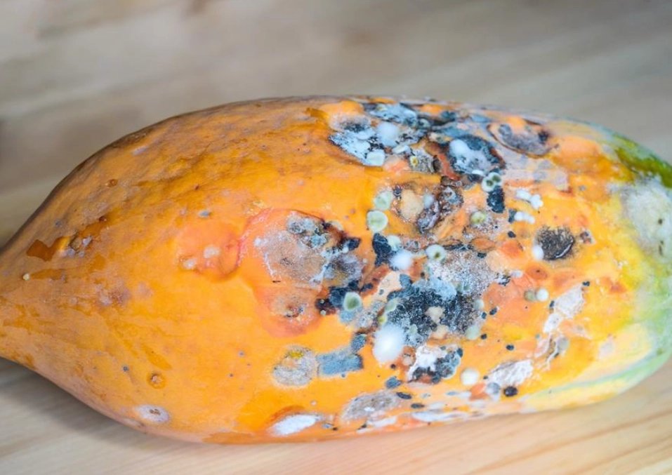 食物發霉怎麼辦