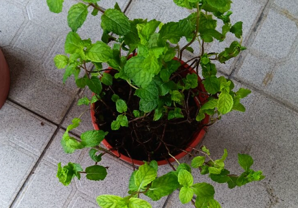 薄荷葉捲曲怎麼辦