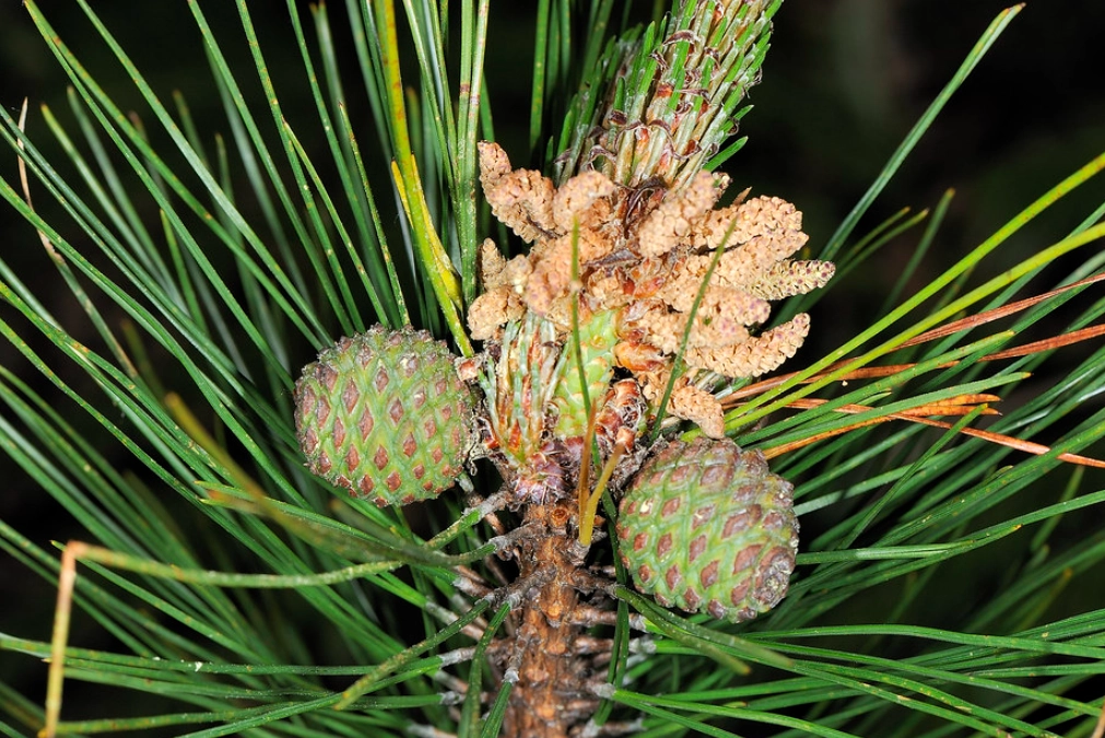 二葉松精油功效