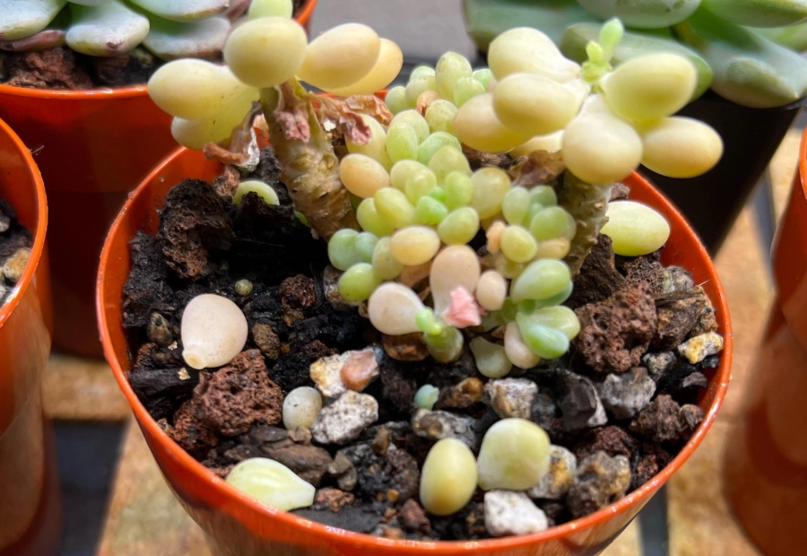 多肉掉葉原因 多肉掉葉原因