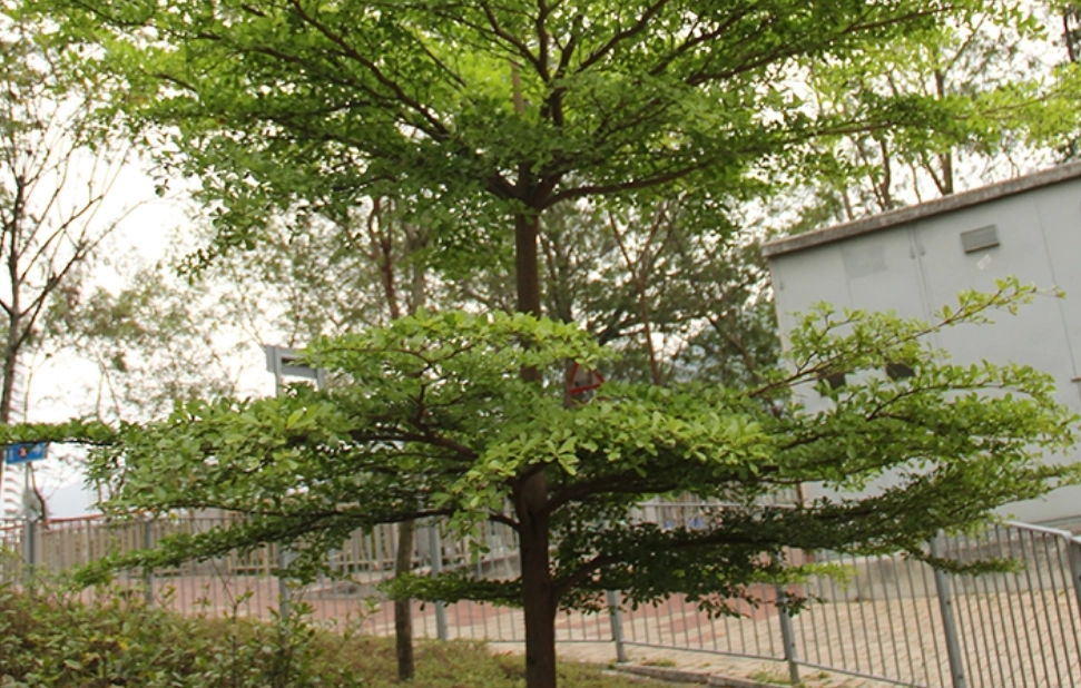 小葉欖仁修剪 小葉欖仁修剪