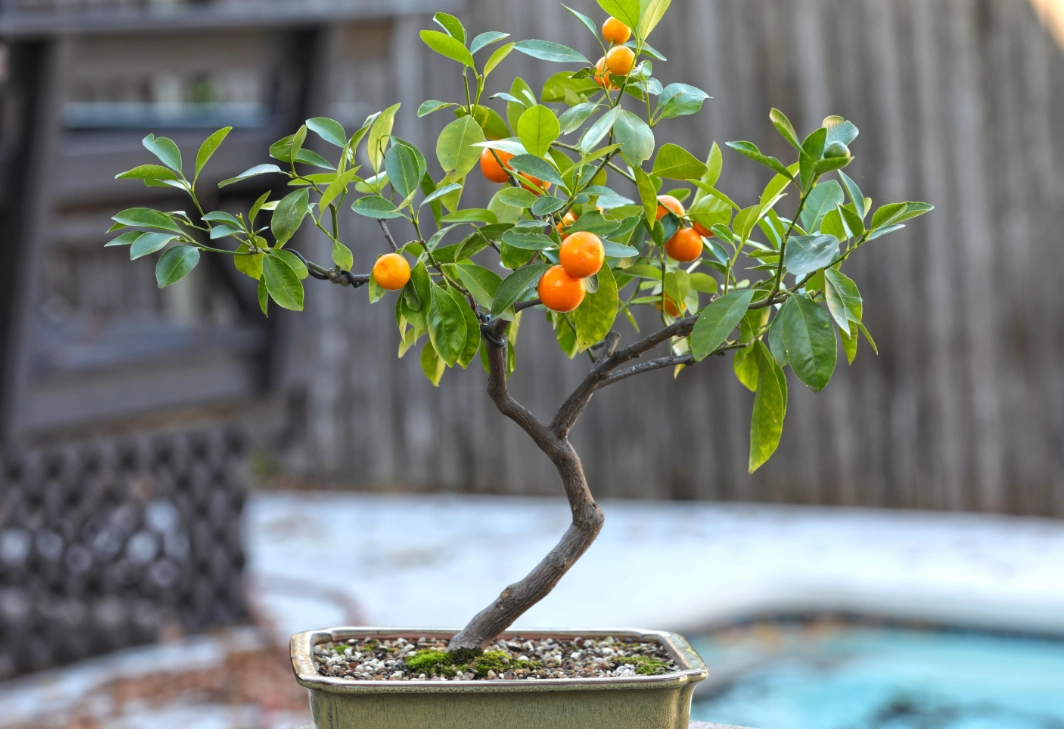 橘子樹盆栽
