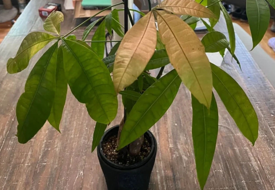 發財樹澆水頻率